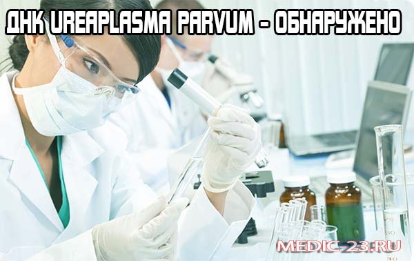 ДНК ureaplasma parvum обнаружено: что это значит в медицине