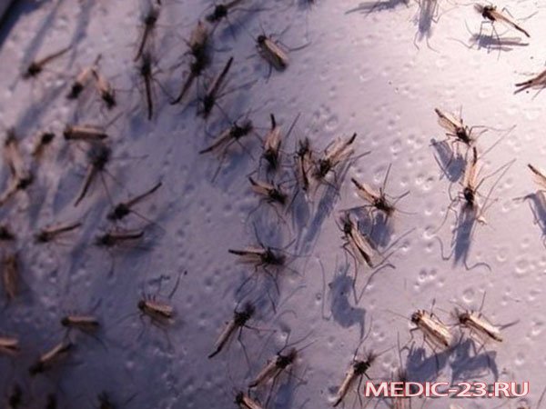 Скопление комаров