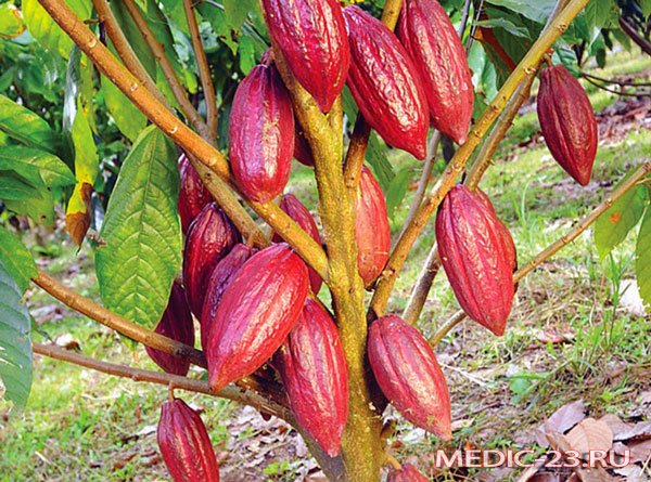 Дерево какао