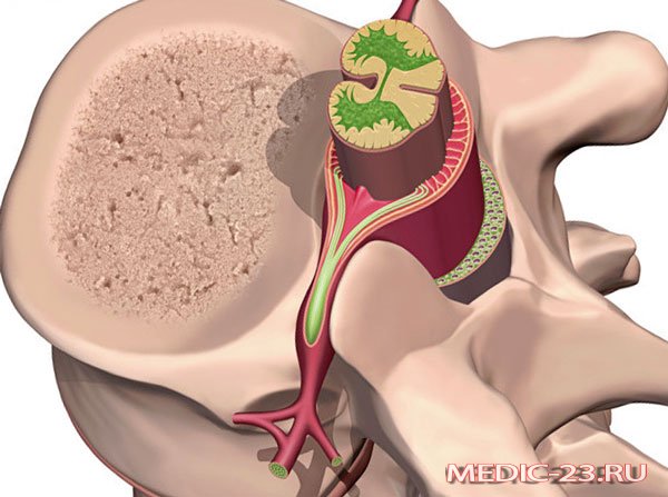 Спинной мозг